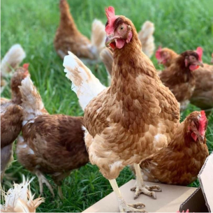 Elevage en plein de poules pondeuses à Faÿ lès Nemours - Seine et Marne (77)