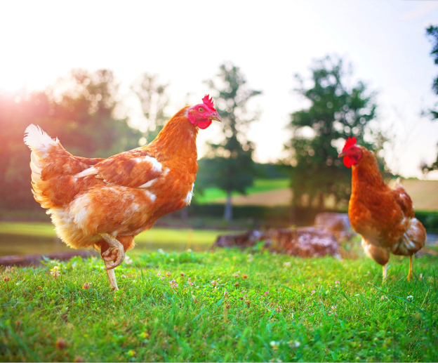 Plats cuisinés en conserve, Sauté de Poule Forestière, Sauté de Poule façon Marengo, cuisses de Poule confite aux Lentilles - La Ferme de Laveau - Faÿ lès Nemours (77)